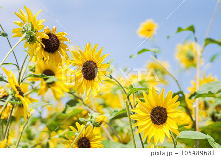 青空に映えるひまわり 青空に映えるひまわり 105489681