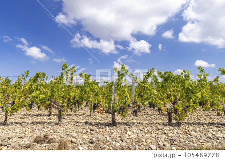 Vineyards near Saint-Julien-Beychevelle, Bordeaux, Aquitaine, France Vineyards near Saint-Julien-Beychevelle, Bordeaux, Aquitaine, France 105489778