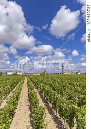 Typical vineyards near Pomerol, Aquitaine, France 105489787