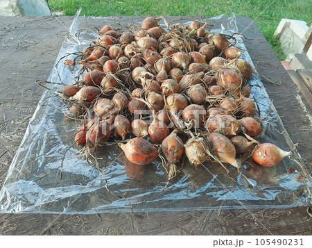 Onions dried from the garden 105490231