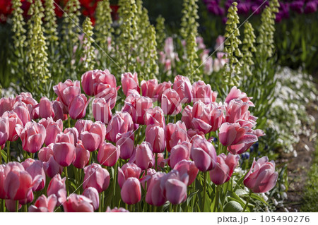 Keukenhof flower garden - largest tulip park in world, Lisse, Netherlands 105490276