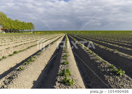 Spring view of potato field just after planting, Netherlands 105490486
