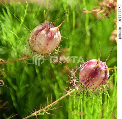 ニゲラの種 105491151