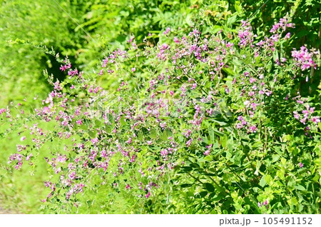 萩の花 105491152