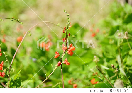 花豆の赤い花 105491154