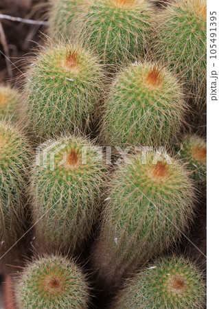 群生して成長しているサボテン金晃丸 105491395