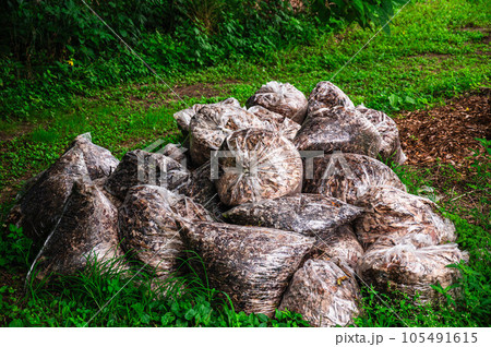 集めた落ち葉で腐葉土作り 105491615