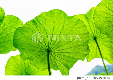 ハスの葉の裏側 ハスの葉の裏側 105491618