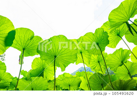 ハスの葉の裏側と見上げた空 105491620