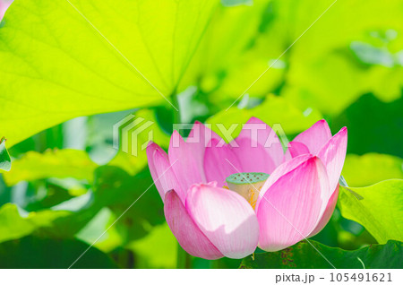 大きな葉の陰で咲く蓮の花 大きな葉の陰で咲く蓮の花 105491621