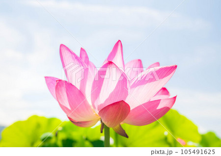 夏の晴れた日に美しく咲くハスの花 夏の晴れた日に美しく咲くハスの花 105491625