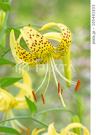 家の周りの草花　四季の色々　初夏の目覚め　庭の木陰　ユリ庭の乙女　 105491833