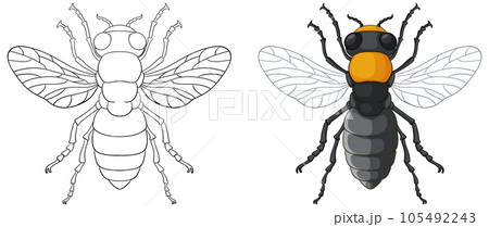 Bee Insect Outline for Colouring 105492243