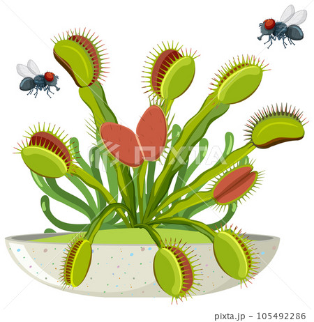 Flies Fly Over Venus Flytrap Plant 105492286