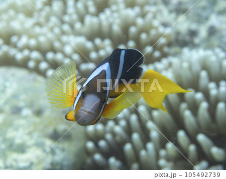クマノミ クマノミ 105492739