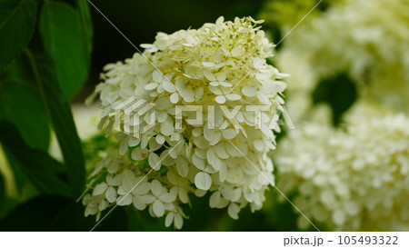 白い紫陽花が、まだ咲いていた初夏の権現堂公園2023 105493322