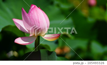 蓮の花と蕾のある風景 蓮の花と蕾のある風景 105493326