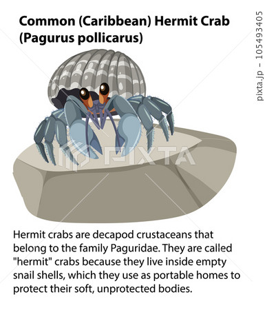 Common Hermit Crab Rocky Shore Animal Common Hermit Crab Rocky Shore Animal 105493405