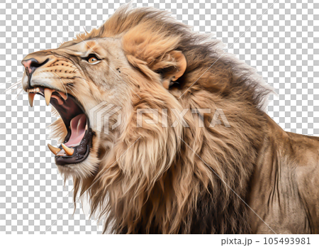 獅子圖像 - 獅子 No1-3 的圖像 - 獅子圖像 - 獅子 No1-3 的圖像 - 105493981