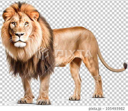 獅子圖像 - 獅子 No1-4 的圖像 - 105493982
