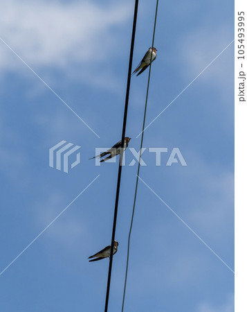 電線にとまる燕と青空の風景 105493995