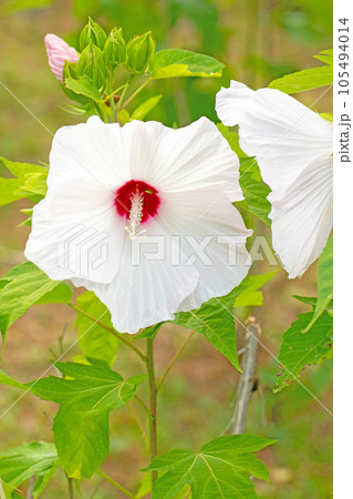 家の周りの草花　四季の色々　大輪の花びら　初夏の輝き　白いフヨウの花 105494014