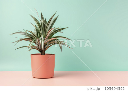 Sansevieria plant in a clay pot on a light background. The pike tail plant. Minimalism. Sansevieria plant in a clay pot on a light background. The pike tail plant. Minimalism. 105494592