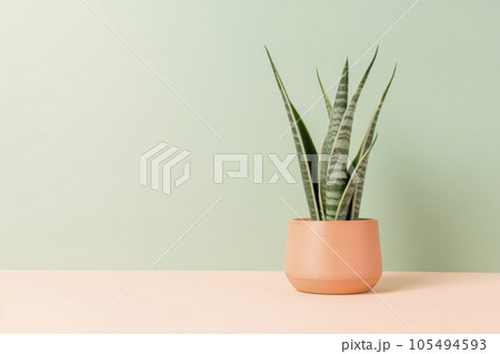 Sansevieria plant in a clay pot on a light background. The pike tail plant. Minimalism. Sansevieria plant in a clay pot on a light background. The pike tail plant. Minimalism. 105494593