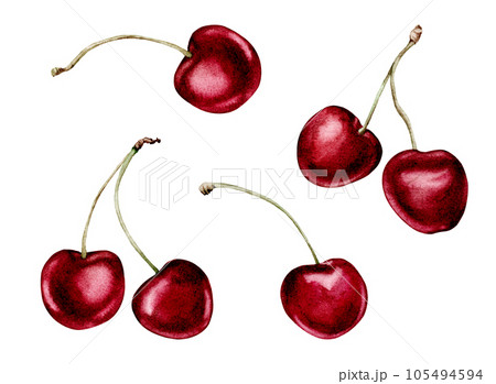 cherry fruits collection realistic botanical watercolor illustration: whole sweet sour ripe juicy set isolated clipart hand painted, fresh exotic food red green for food label design. white background cherry fruits collection realistic botanical watercolor illustration: whole sweet sour ripe juicy set isolated clipart hand painted, fresh exotic food red green for food label design. white background 105494594