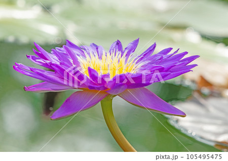 家の周りの草花　四季の色々　水生植物　初夏の目覚　美しく輝く大輪の花びら　スイレン 105495475