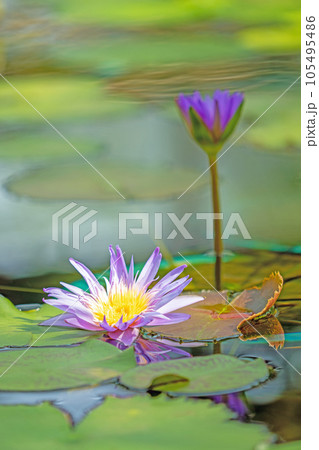 家の周りの草花　四季の色々　水生植物　初夏の目覚　美しく輝く大輪の花びら　スイレン 105495486
