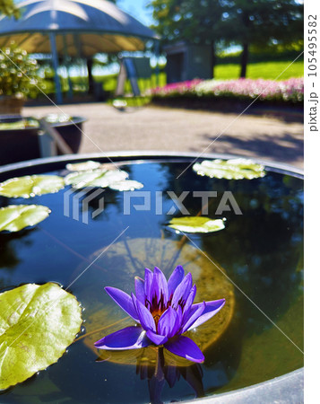 水面に咲くスイレン 105495582