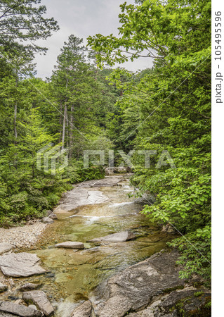 赤沢自然休養林内を流れる清流 105495596