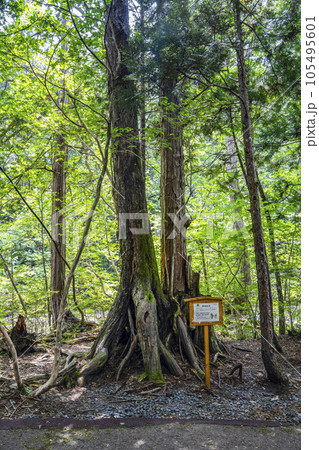 赤沢自然休養林内 ネズコとヒノキ 赤沢自然休養林内 ネズコとヒノキ 105495601