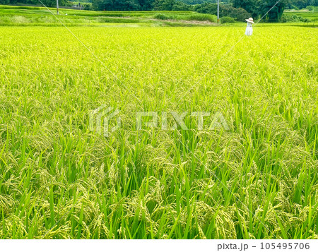 実り始めた稲田 105495706