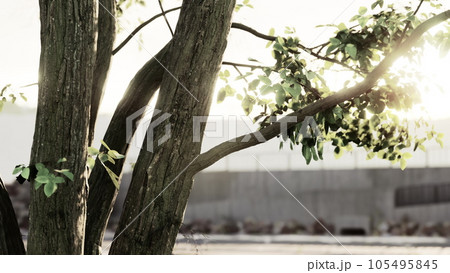 The warm morning sun dramatically casting intense rays through a large tree 105495845