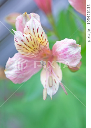 家の周りの草花 四季の色々 可憐な花びら 春の輝き 春の庭先に咲くアルストロメリア 家の周りの草花 四季の色々 可憐な花びら 春の輝き 春の庭先に咲くアルストロメリア 105496158