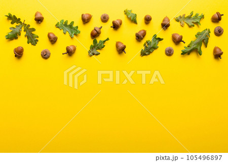 Branch with green oak tree leaves and acorns on colored background, close up top view Branch with green oak tree leaves and acorns on colored background, close up top view 105496897