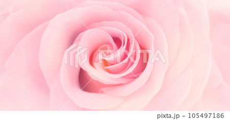 Pink peony petals blossom flowers beautiful background wallpaper Pink peony petals blossom flowers beautiful background wallpaper 105497186