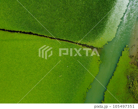 Aerial view of wetlands in Skadar lake. Boat road between by green lily pads, water chestnut, trap, moss covering the water national park, summer in Montenegro, circling, drone shot. Aerial view of wetlands in Skadar lake. Boat road between by green lily pads, water chestnut, trap, moss covering the water national park, summer in Montenegro, circling, drone shot. 105497351
