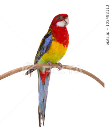 rosella parrot isolated on white background rosella parrot isolated on white background 105498113