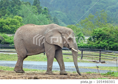 アフリカゾウ アフリカゾウ 105498301