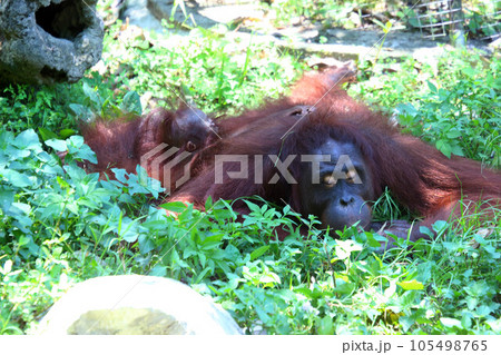 草を食べるオランウータン 草を食べるオランウータン 105498765