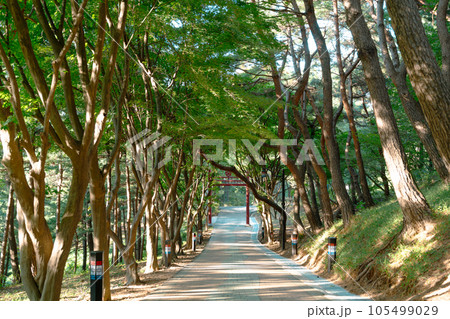 Haengjusanseong Fortress mountain forest walkway in Goyang, Korea Haengjusanseong Fortress mountain forest walkway in Goyang, Korea 105499029