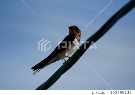 電線に止まるツバメ 105499138