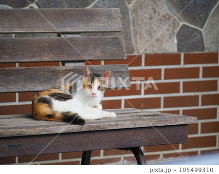 ベンチで休む三毛猫の子猫 105499310