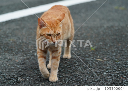散歩する猫 散歩する猫 105500004