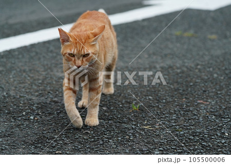 散歩する猫 散歩する猫 105500006