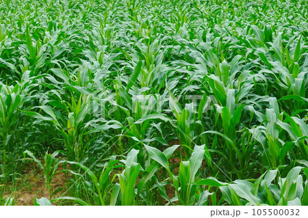 Green corn field at summer, closeup of corn field. Nature background Green corn field at summer, closeup of corn field. Nature background 105500032