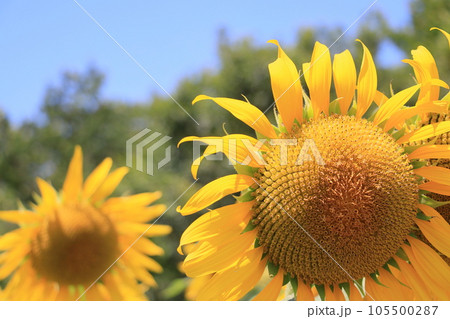 大きなヒマワリ　大輪のヒマワリ　ひまわり　ひまわりの花 105500287